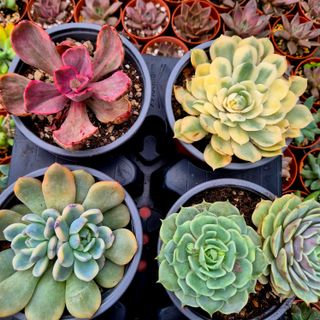 Pack 6 Suculentas Variadas Premium