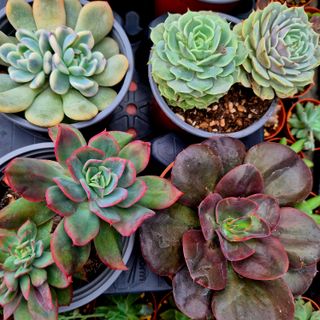 Pack 6 Suculentas Variadas Premium