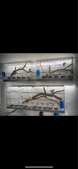 Jaulas de metro para cría de canarios/jilgueros