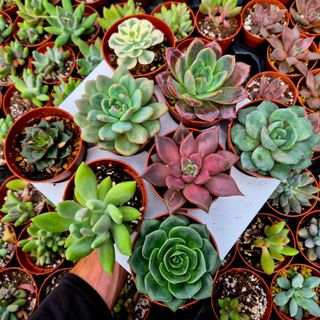 Pack 8 Suculentas Variadas Importación