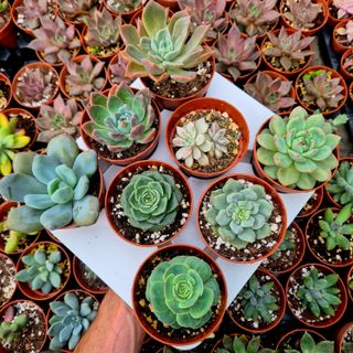 Pack 8 Suculentas Variadas Importación