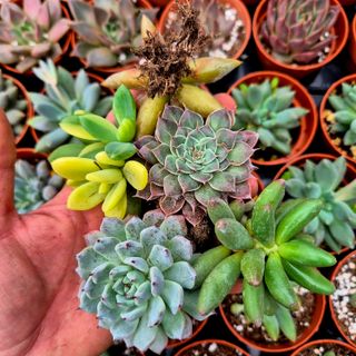 Pack 6 Suculentas Variadas Raras