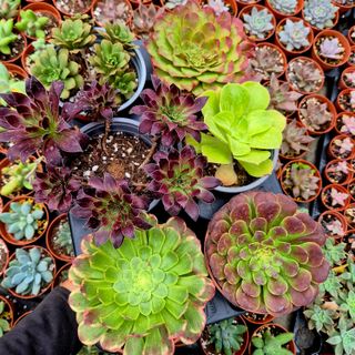 Pack 6 Aeonium Variados Raros