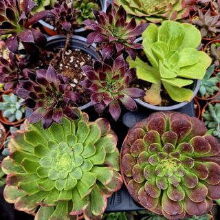 Pack 6 Aeonium Variados Raros