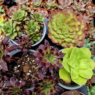 Pack 6 Aeonium Variados Raros