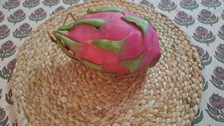 Esquejes pitayas autopolinizantes