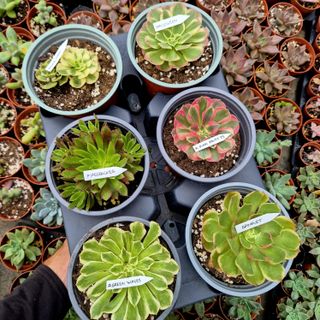 Pack Aeoniums Variegados