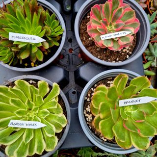 Pack Aeoniums Variegados