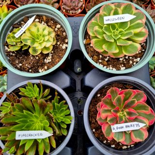 Pack Aeoniums Variegados