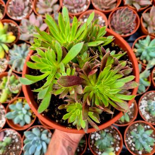 Aeonium Firecracker variegado - Cluster