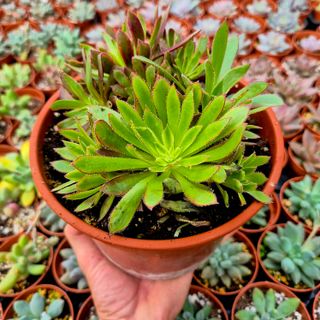 Aeonium Firecracker variegado - Cluster