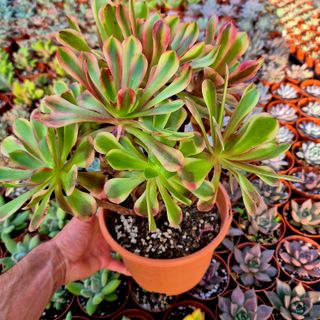 Aeonium Super Bang variegado - Cluster