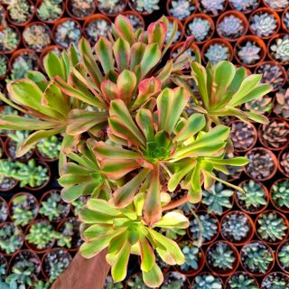 Aeonium Super Bang variegado - Cluster