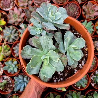 Suculenta Echeveria Japon Moon River Variegada