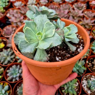 Suculenta Echeveria Japon Moon River Variegada