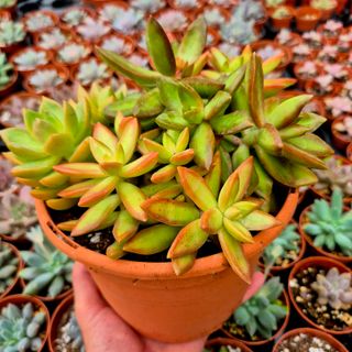 Suculentas Sedum adolphi