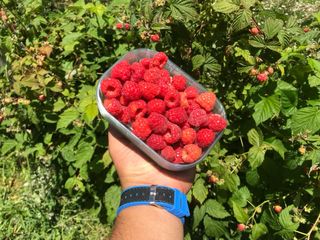 Lote 10 Frambuesos de calidad