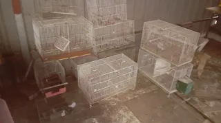 Jaulas para pájaros,