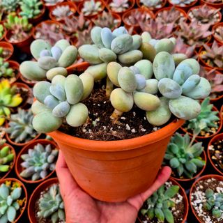 Suculentas Pachyphytum oviferum