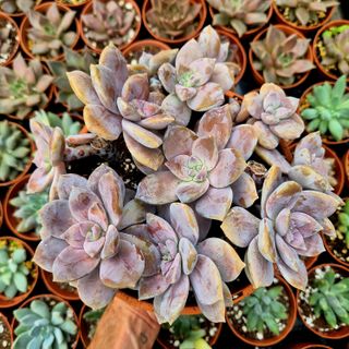 Suculentas Graptopetalum Superbum