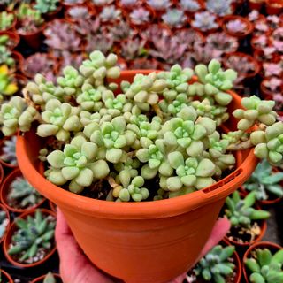 Suculentas Graptopetalum Mendozae