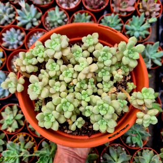 Suculentas Graptopetalum Mendozae
