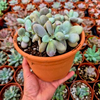 Suculentas Graptopetalum Amazones