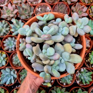 Suculentas Graptopetalum Amazones