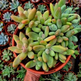 Suculenta Pachyphytum Kimnachii