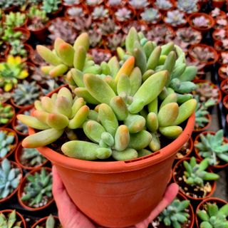 Suculenta Pachyphytum Kimnachii