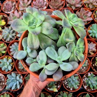 Conjunto Suculentas Graptopetalum