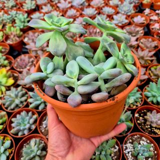 Conjunto Suculentas Graptopetalum
