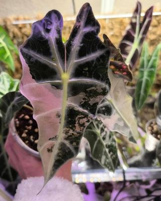 Cormo Alocasia Polly Pink Albo