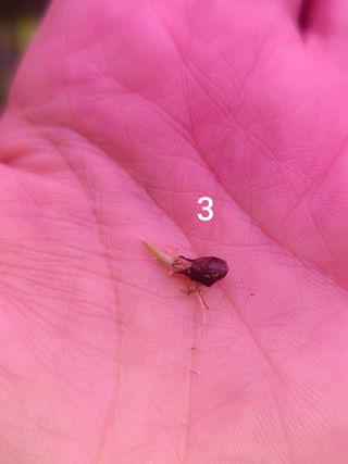 Cormo Alocasia Polly Pink Albo