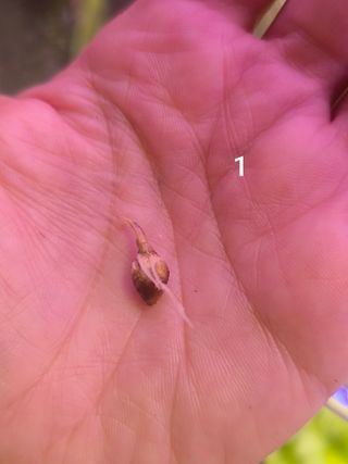 Cormo Alocasia Polly Pink Albo