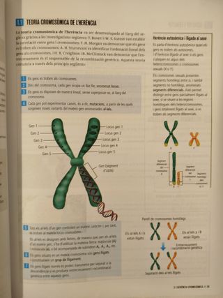 Biologia i Geologia 4t ESO - Fanfest - 9788447951963 - Como