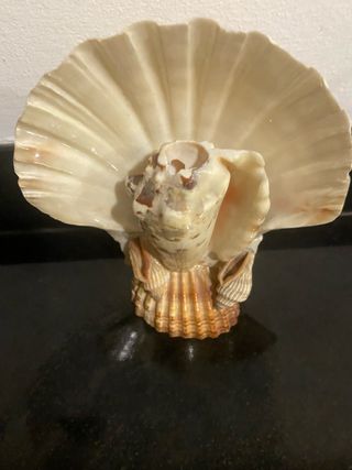 Figura decorativa de conchas marinas