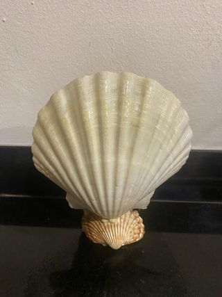 Figura decorativa de conchas marinas