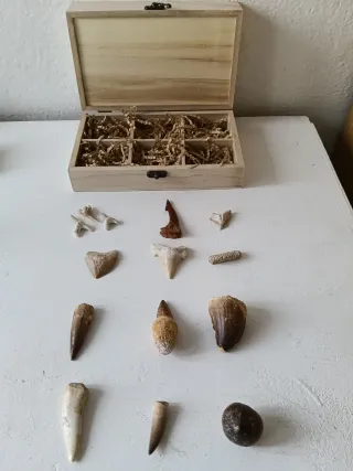 Caja Regalo 12 Dientes Fósiles Dinosaurios
