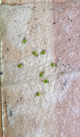 GEMME di Drosera Pigmea