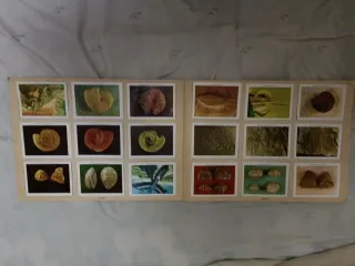 Álbum GEO-CIENCIAS Completo