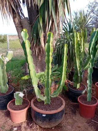 Cactus Candelabro Grande