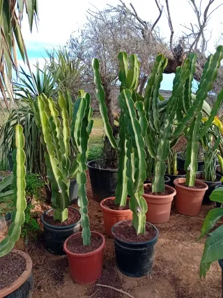 Cactus Candelabro Grande