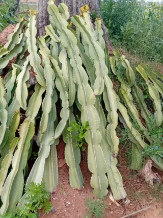 Cactus Candelabro Grande