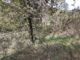 Terreno en venta en Castellnou de Bages