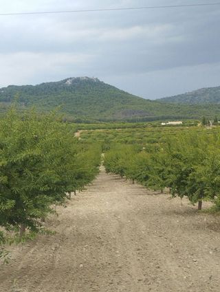 Solar en venta en Bullas