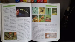 Enciclopedia tematica