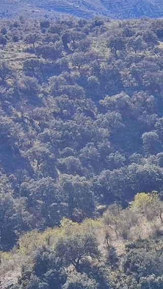 Terreno en venta en Alcudia de Monteagud