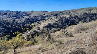 Terreno en venta en Alcudia de Monteagud