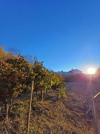 Terreno en venta en Montilla